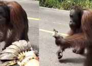 Orang Utan Turun Ke Jalan Di duga Karena Kelaparan