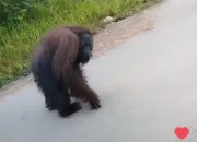 Kembali Beredar Video Orang Utan di Jalan dengan Muka Terluka