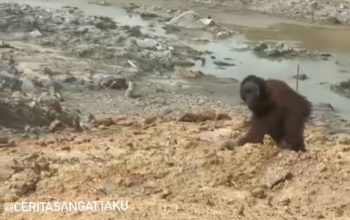 Orangutan Terlihat Berjalan di Lokasi Tambang, Kutai Timur: Video Viral Capai Lebih dari 2 Juta Penonton