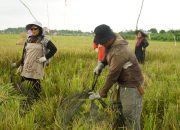 Kasmidi Bulang Hadiri Pesta Panen Padi, Perhatikan Keluhan Petani di Kutai Timur