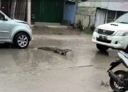 Air meluap, Buaya Naik Sampai Ke Jalan Raya