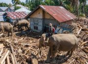 Prabowo Setujui Bantuan Rp60 Juta per Rumah Rusak Berat Akibat Banjir dan Longsor di Sumatra, Berikut Syaratnya