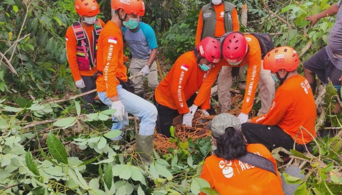 ORANGUTAN MASUK PEKARANGAN WARGA DI KAUBUN, TIM BKSDA LAKUKAN EVAKUASIKAUBUN