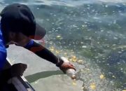DLH Kaltim Selidiki Dugaan Pencemaran Perairan Pulau Miang