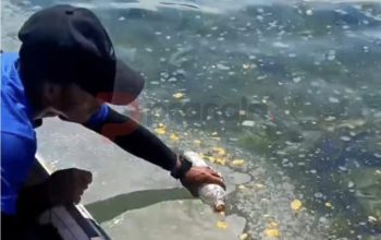 DLH Kaltim Selidiki Dugaan Pencemaran Perairan Pulau Miang
