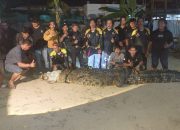 Buaya 4,4 Meter Ditangkap di Sungai Sangatta Usai Serang Warga