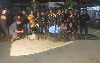 Buaya 4,4 Meter Ditangkap di Sungai Sangatta Usai Serang Warga