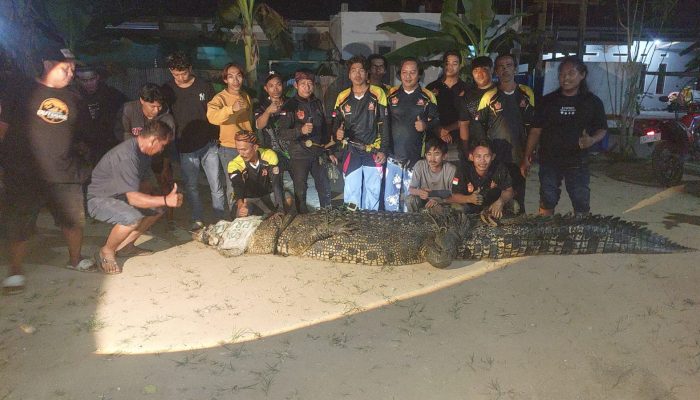Buaya 4,4 Meter Ditangkap di Sungai Sangatta Usai Serang Warga